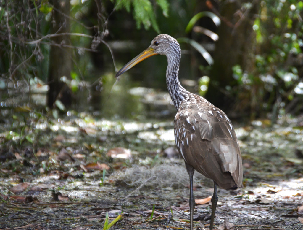 Limpkin on the Silver River