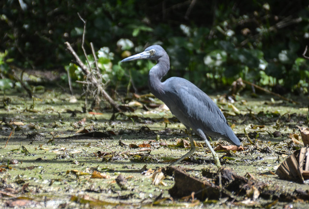 Little Blue Heron