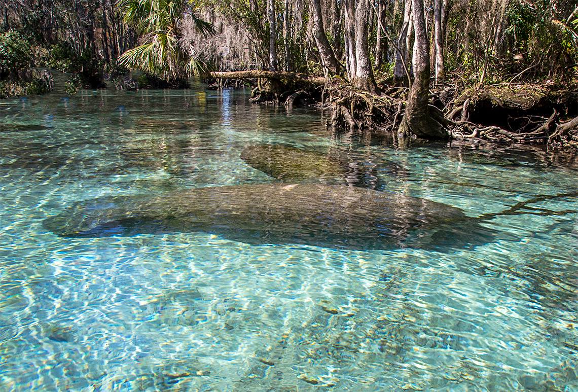 Florida Paddle Notes  Crystal River & Kings Bay