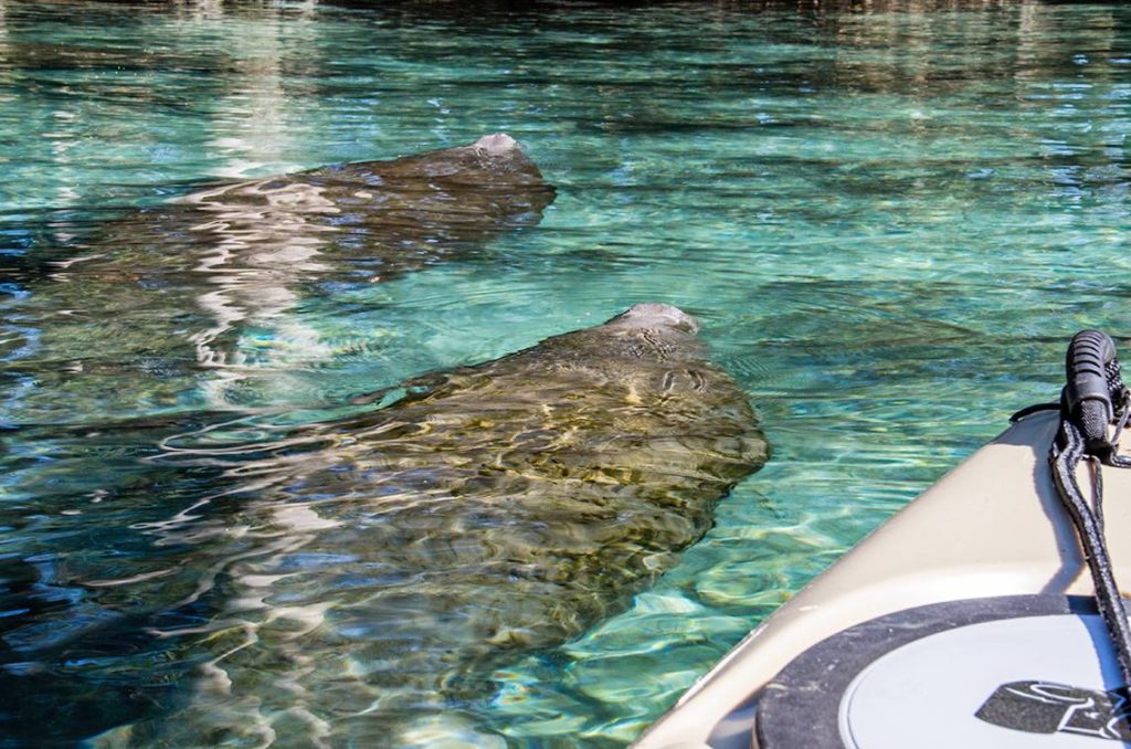 Manatees Swim with Kayak - Three Sisters Springs