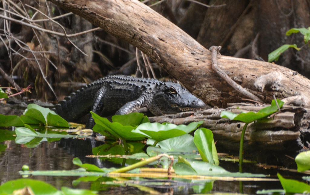 Resting Gator