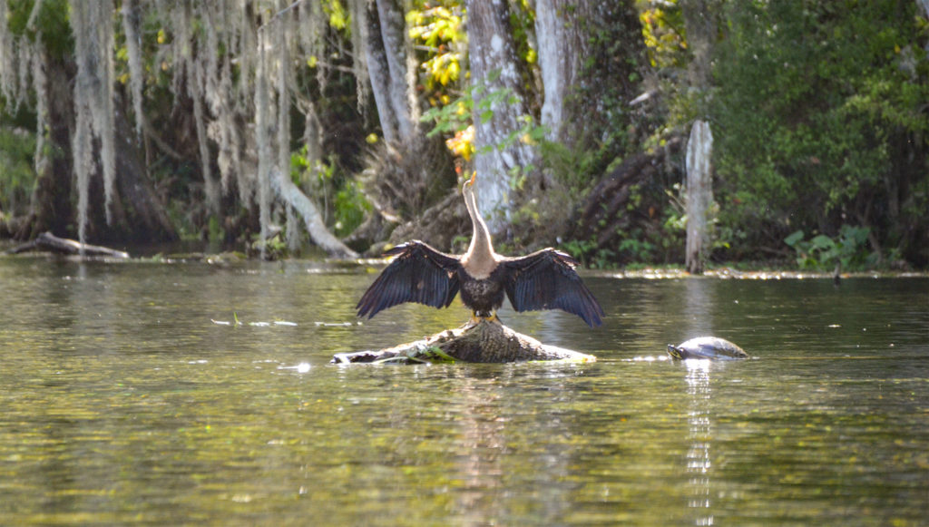 Silver River Wildlife