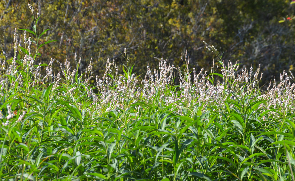 Smartweed - Sweetwater Creek