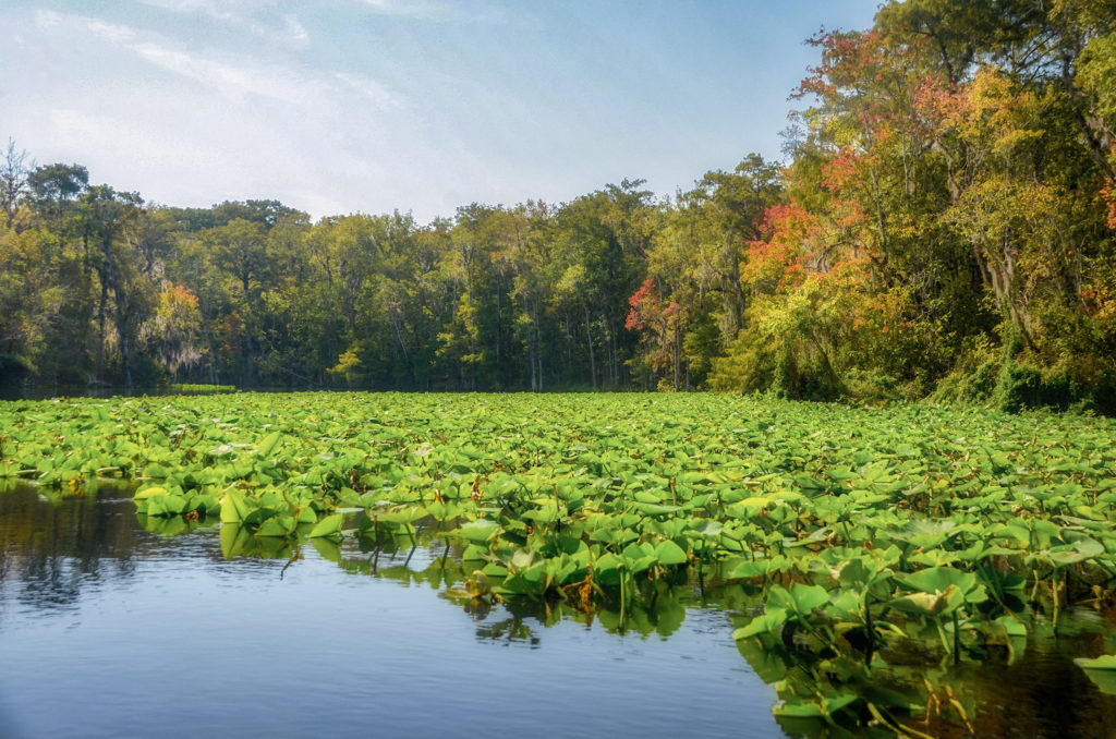 Spadderdock - Ocklawaha River