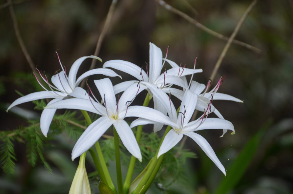 Swamp Lily - Crinum Americanum