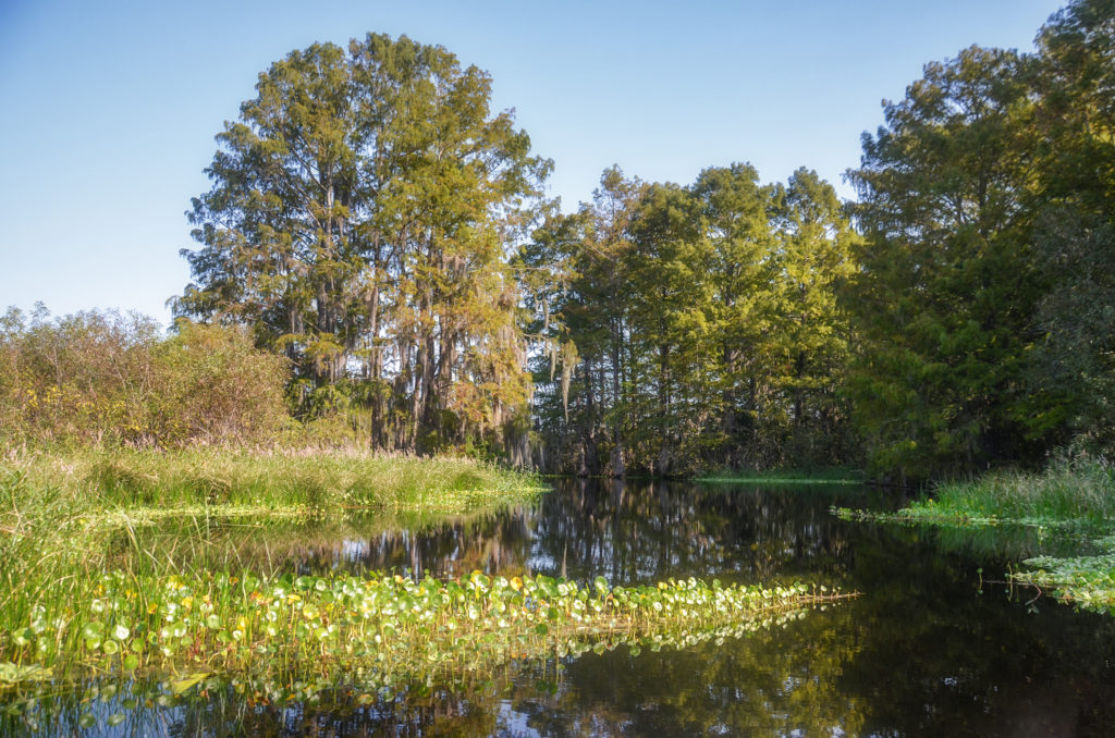 Sweetwater Creek Cypress