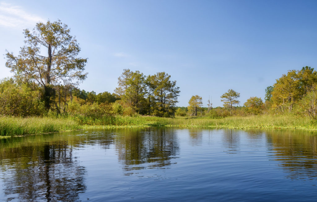 Sweetwater Creek Landscape