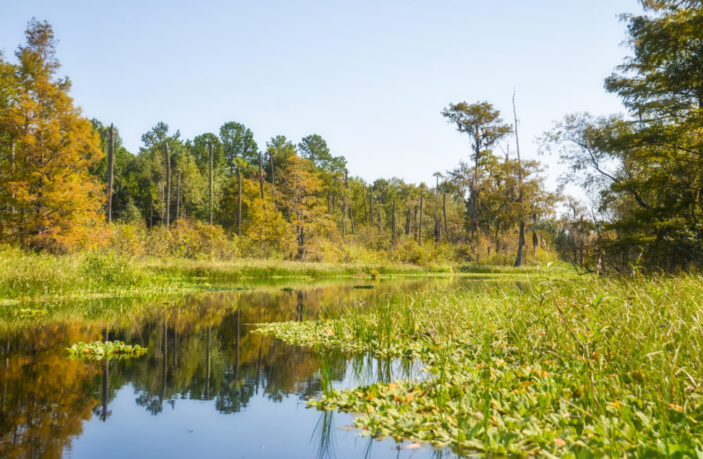 Sweetwater Creek