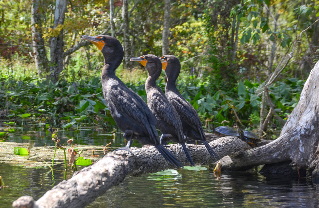 The Three Cormorants on the Silver River