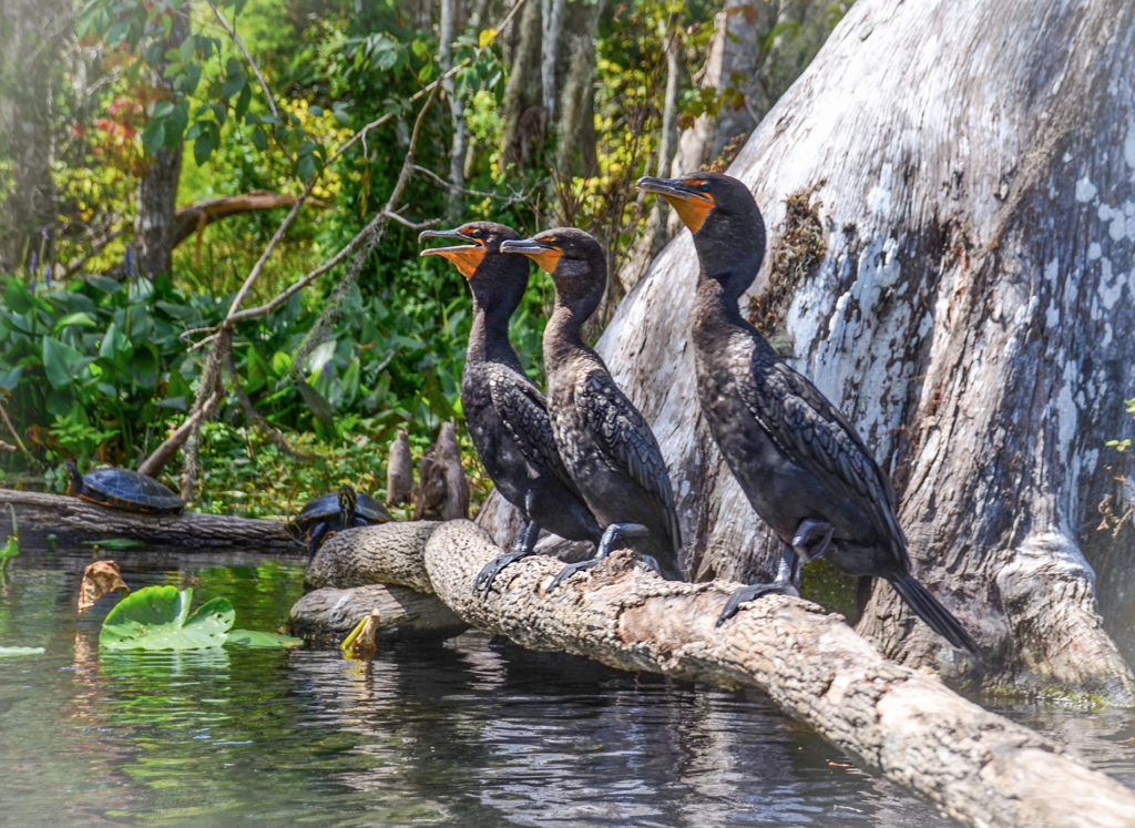 Three Cormorants - Silver River