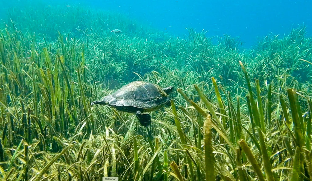 Turtle swimming Silver River