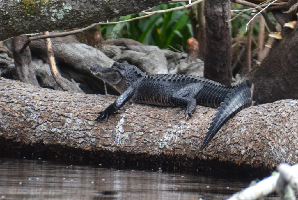 Young Alligator - Ocklawaha River