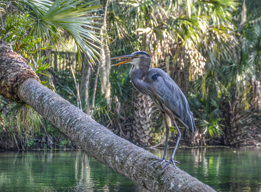 Blue Heron - Blue Springs Run