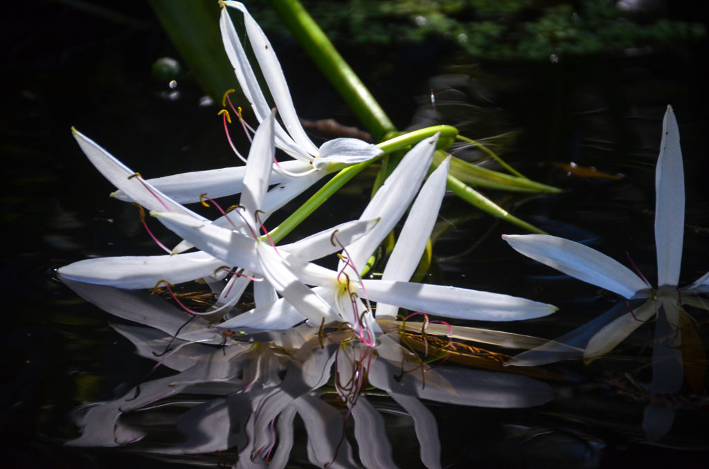 Broken Swamp Lily - Crinum americanum