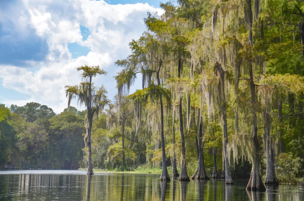 Cypress - Rainbow River