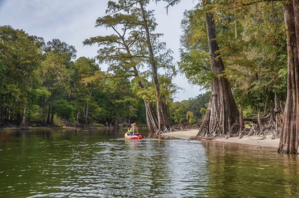 Paddling beneath Santa Fe River Cypress