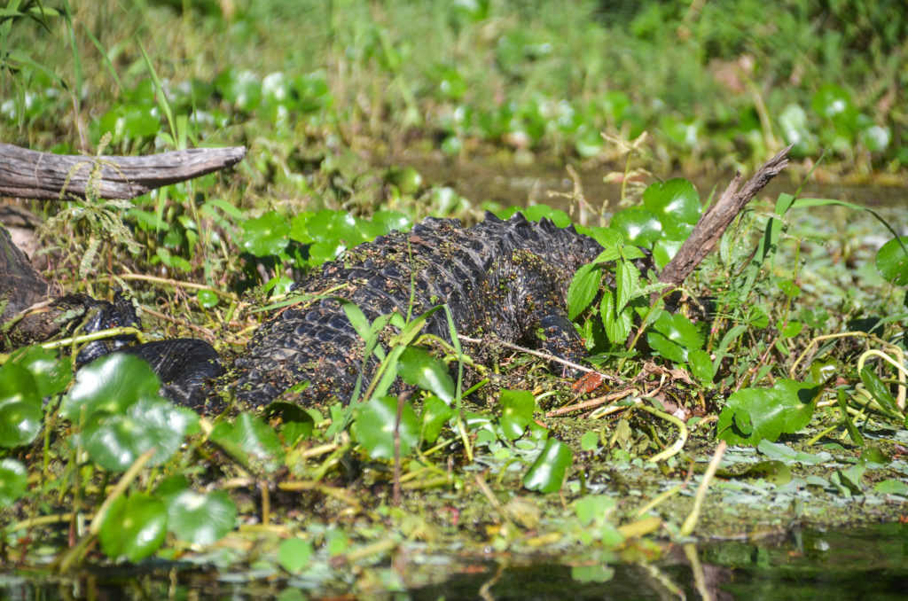 Gator Back - Dead River