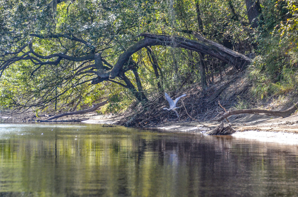 Heron on the Suwannee River