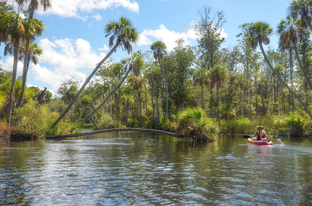 Horizontal Palm on Crawford Creek