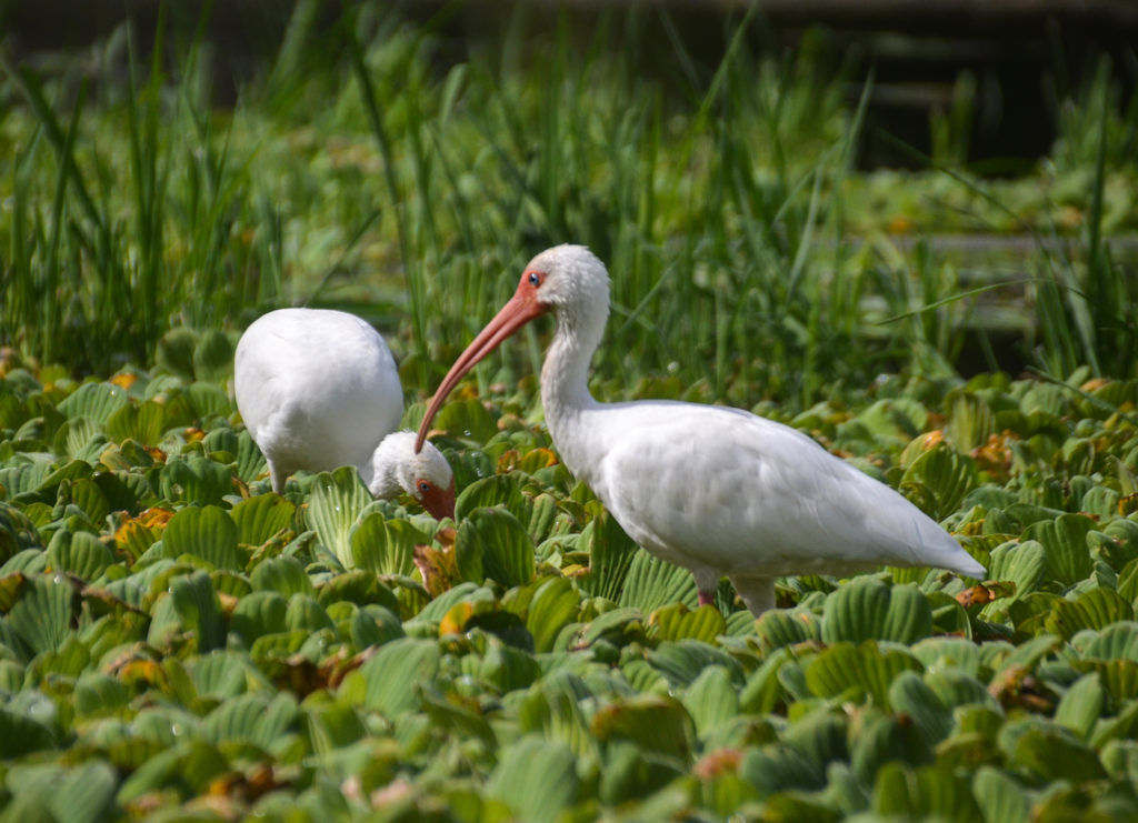 Ibis in Water Lettuce