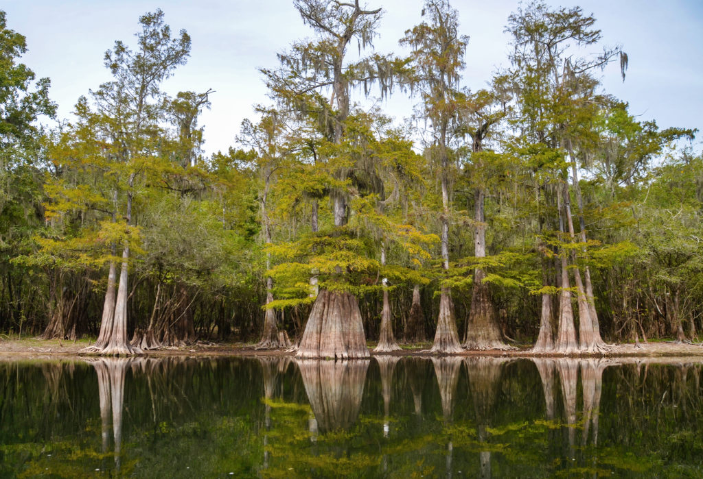 Santa Fe Cypress