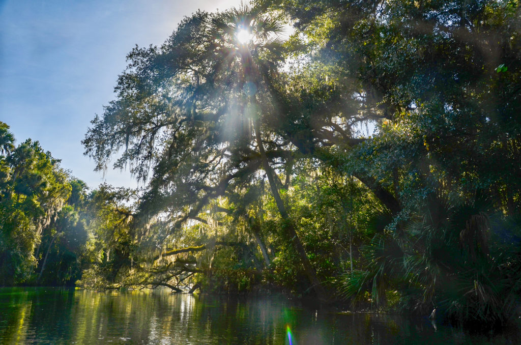 Sun through Trees - Blue Springs Run