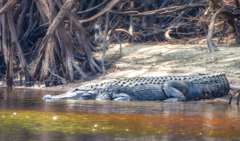 Suwannee River Alligator