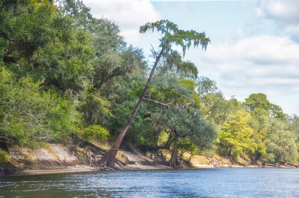 Suwannee River Cypress