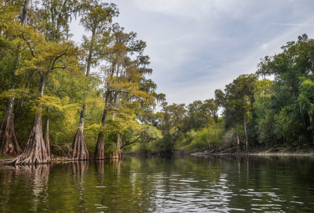 The Santa Fe River  Florida Paddle Notes