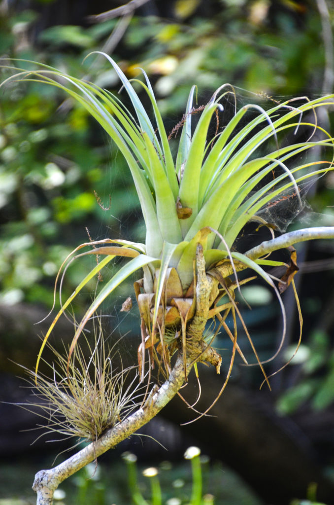 Tillandsia - Bromeliad - Haw Creek