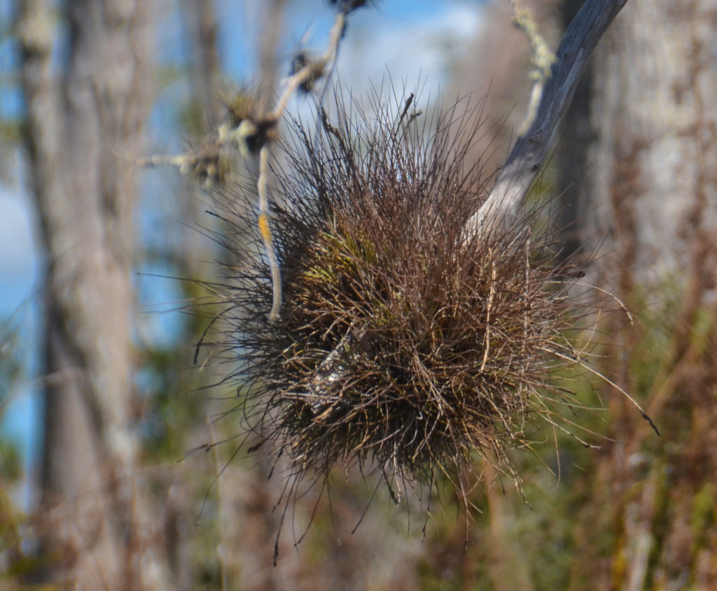 Tillandsia spp - Crawford Creek