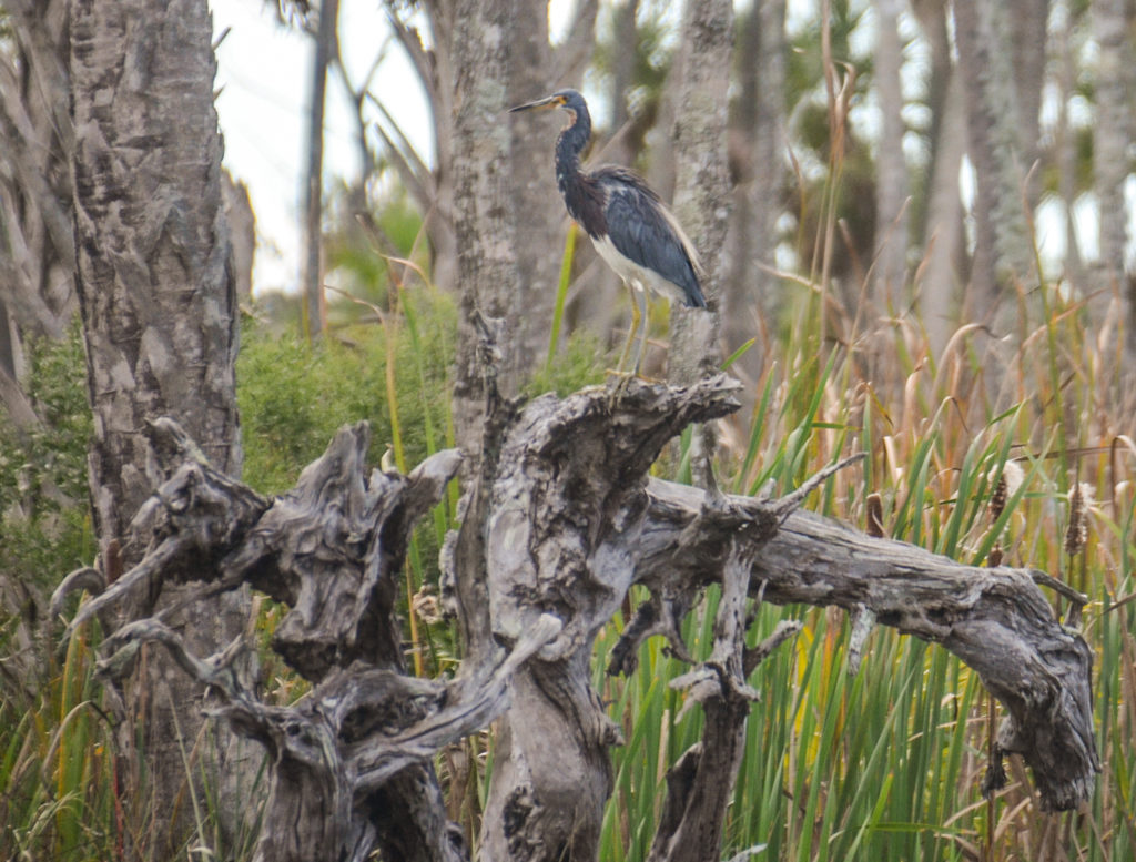 Tri-Colored Heron Crawford Creek