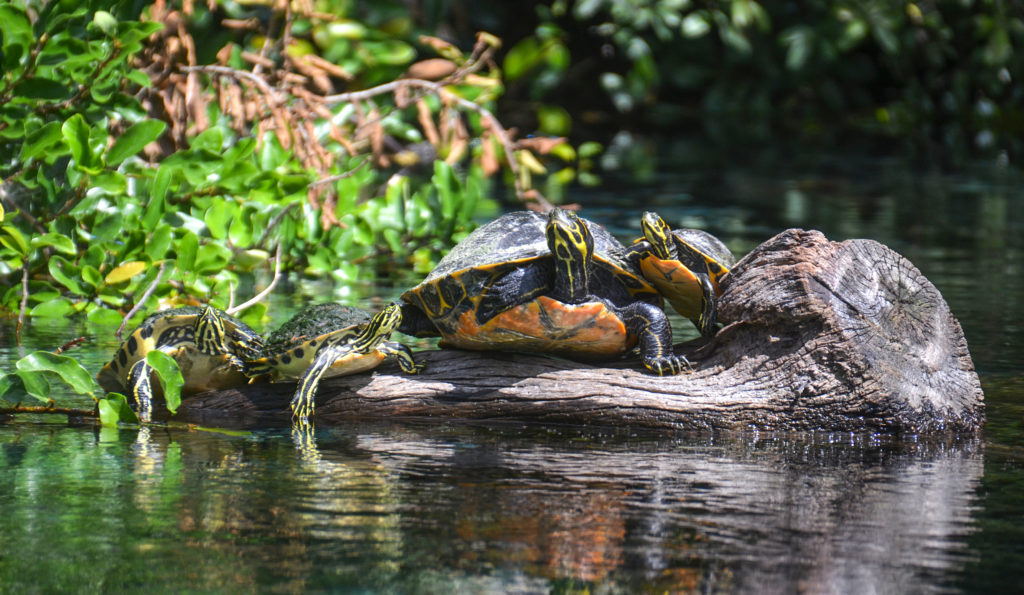 Turtle Family – Rainbow River | Florida Paddle Notes