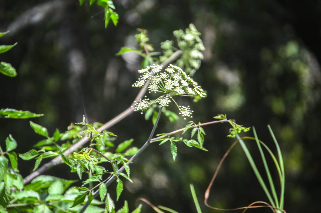 Water Hemlock - Rainbow River