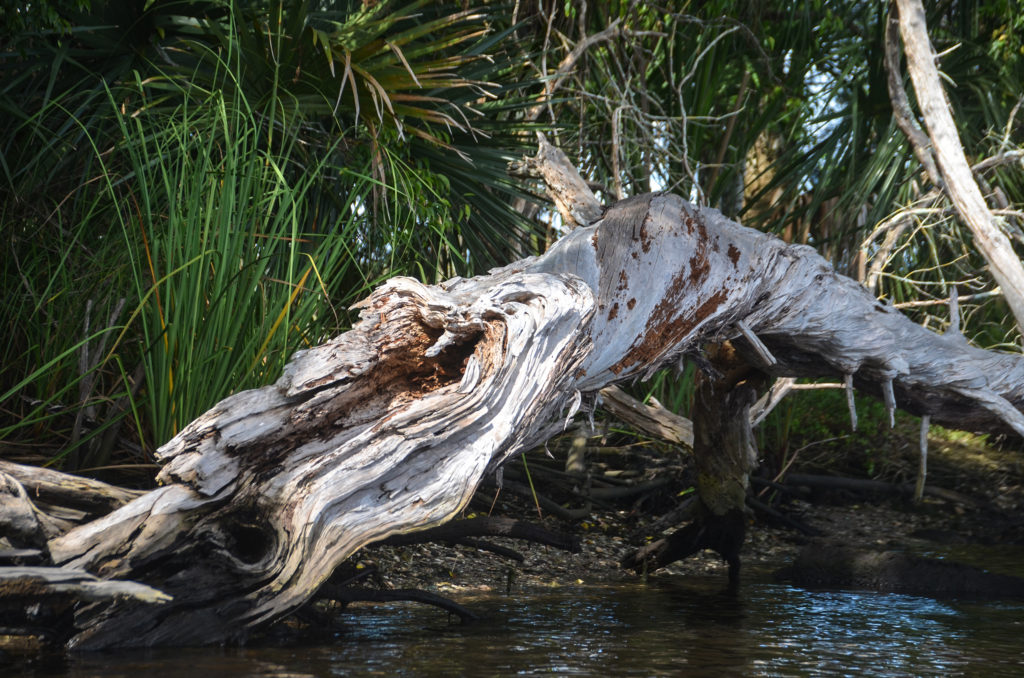 Weathered twisted tree - Chassahowitzka River