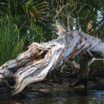 Weathered twisted tree - Chassahowitzka River