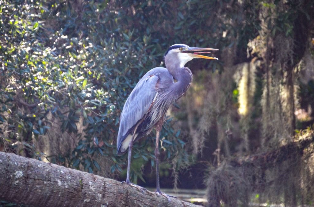 Wiggle Tongue Heron