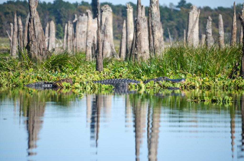 A Large Ocklawaha Gator