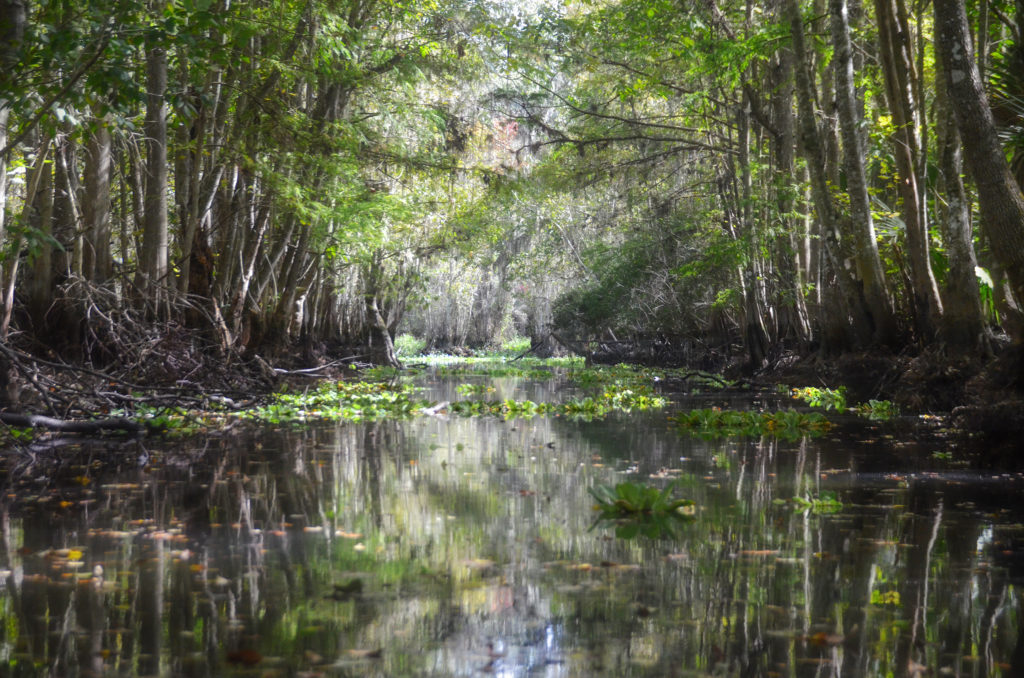 Canal leaving Cannon Springs