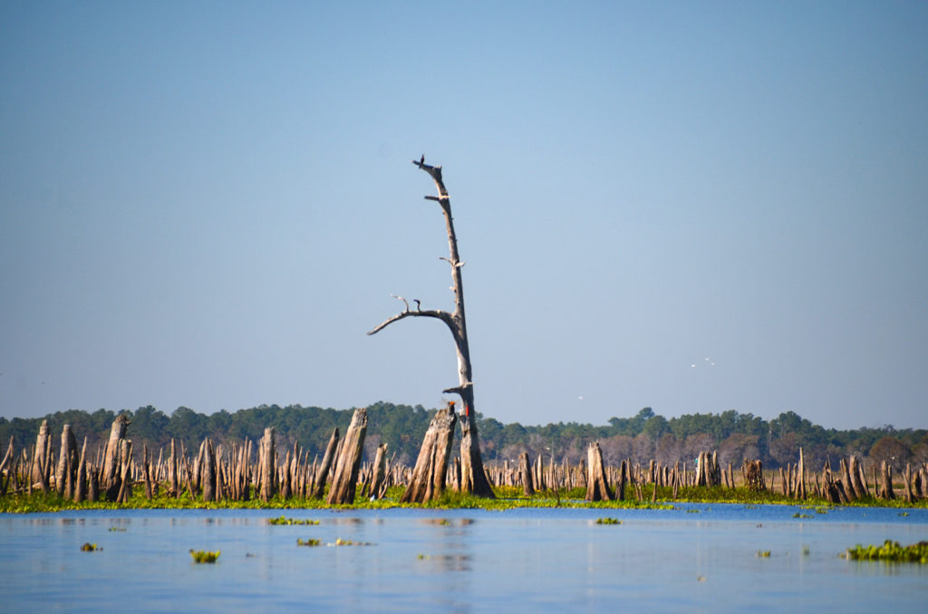 Cypress Graveyard