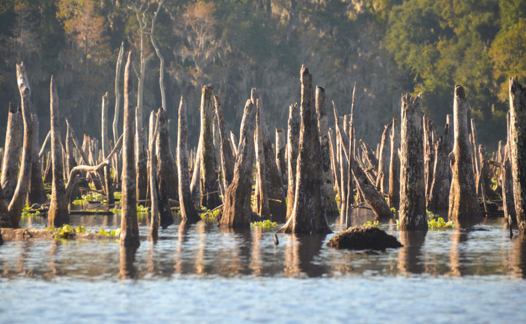 Cypress Memorials