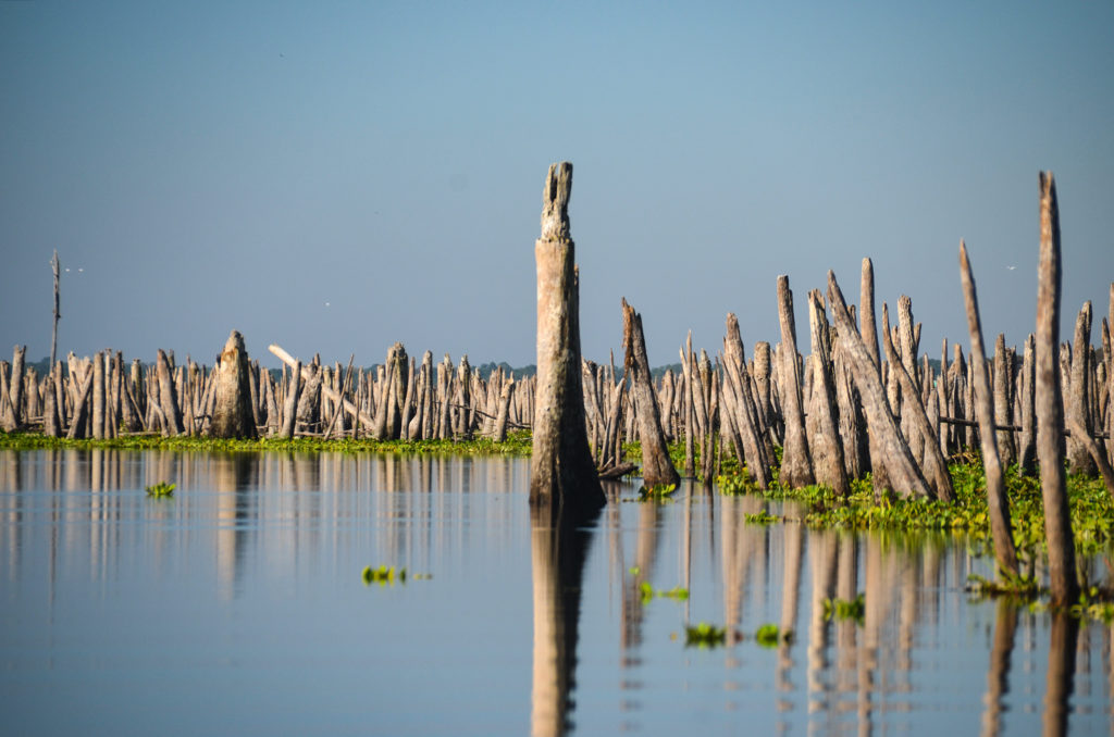 Cypress Sentinels