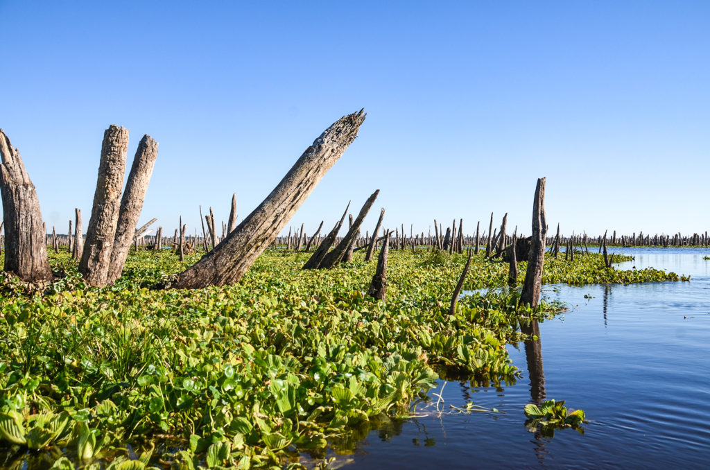 Cypress Stalagtites - Ocklawaha River