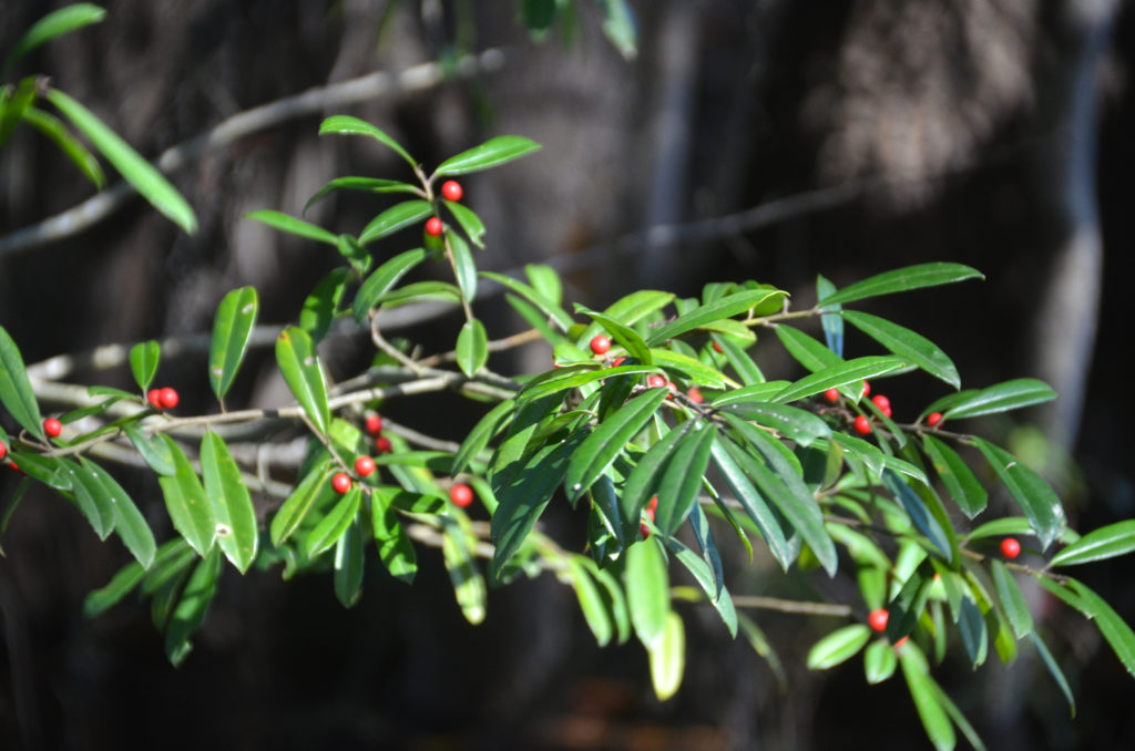 Red Berried Tree - St Marys River