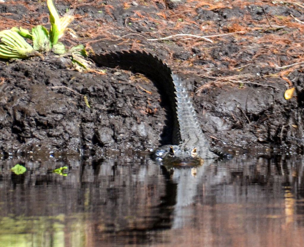 Gator on the Ocklawaha Rive