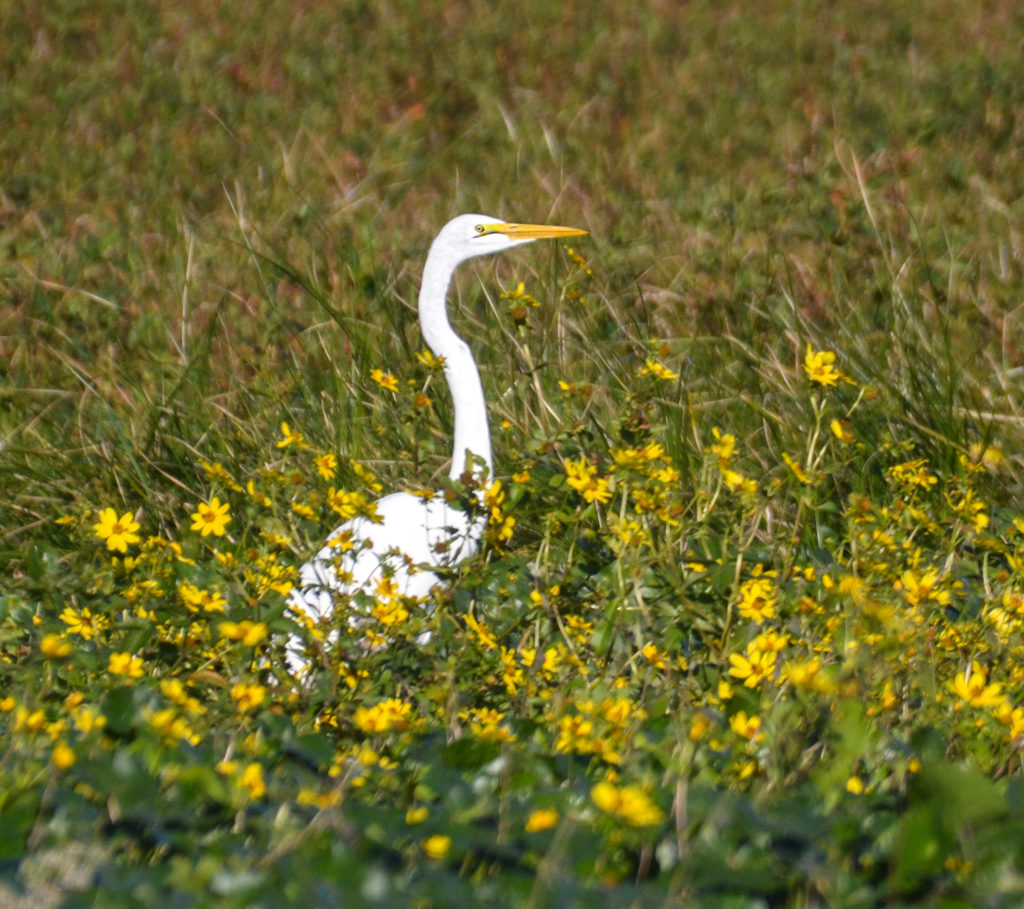 Heron and Tickseed Sunflower