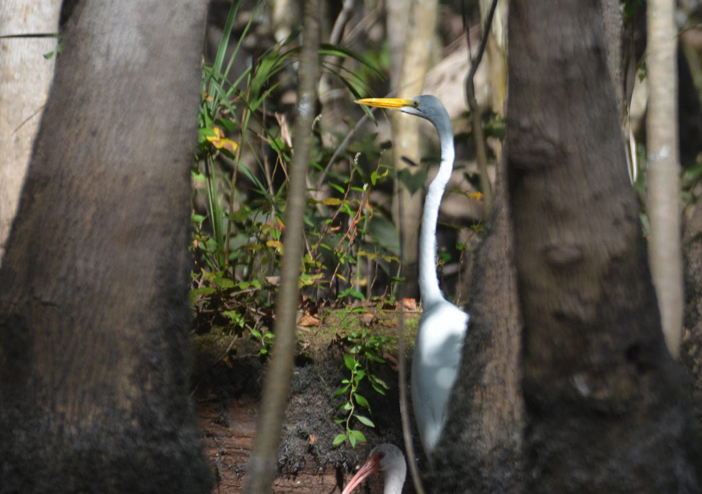 White Heron in the Shadows