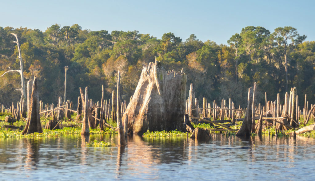 Large Ocklawaha Cypress Stump