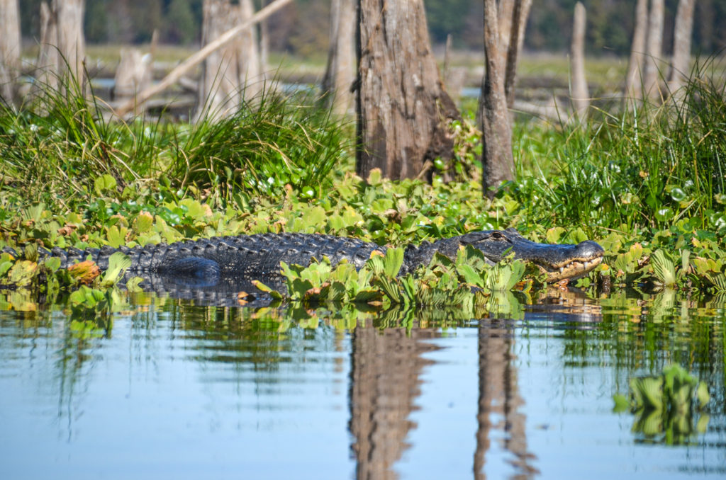 Large Ocklawaha Gator