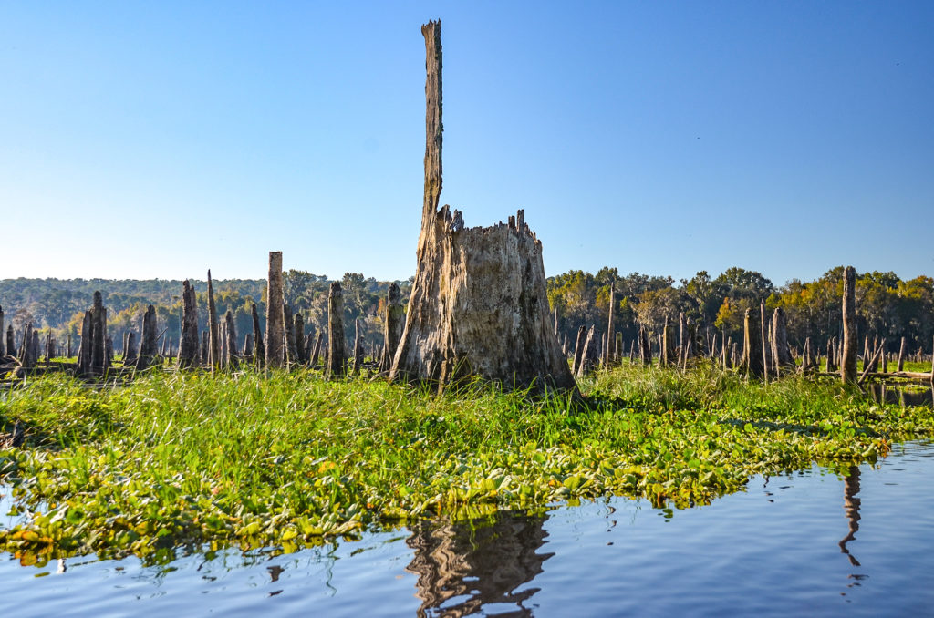 Large Old Cypress Stump